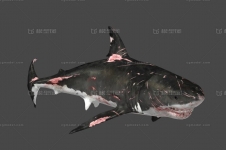 写实鲨鱼 巨齿鲨 虎鲨 带动画
